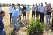 معمایی به نام زوال مرکبات و تکاپو برای یافتن راه حل آن