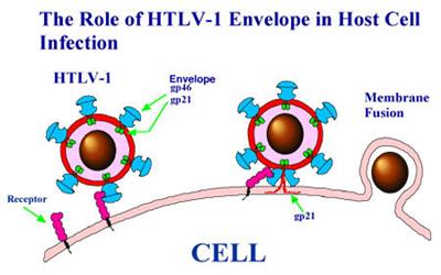 احتمال ابتلا به بیماری‌های عصبی و خونی در مبتلایان به ویروس "HTLV-1"