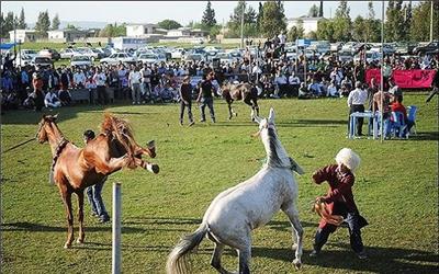 رقابت 50 سر اسب اصیل ترکمن در جرگلان