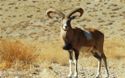 سرشماری پستانداران جزایر دریاچه ارومیه/گوزن ایرانی در خطر انقراض