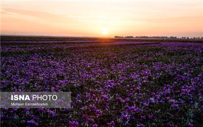 نرخ طلای سرخ در تابلوی بورس کالا جهانی می‌شود