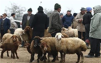 تایید قاچاق دام مولد از کشور/ معاون وزیر جهاد: خروج دام زنده گسترده باشد به مشکل می‌خوریم