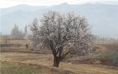 چندین اصله درخت در قزوین شکوفه دادند